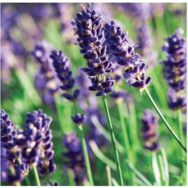 Hollandse Huisjes Geur-lavendel zakjes