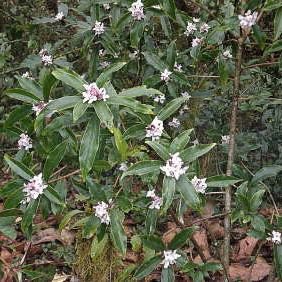 Rozet met gouden konijnen